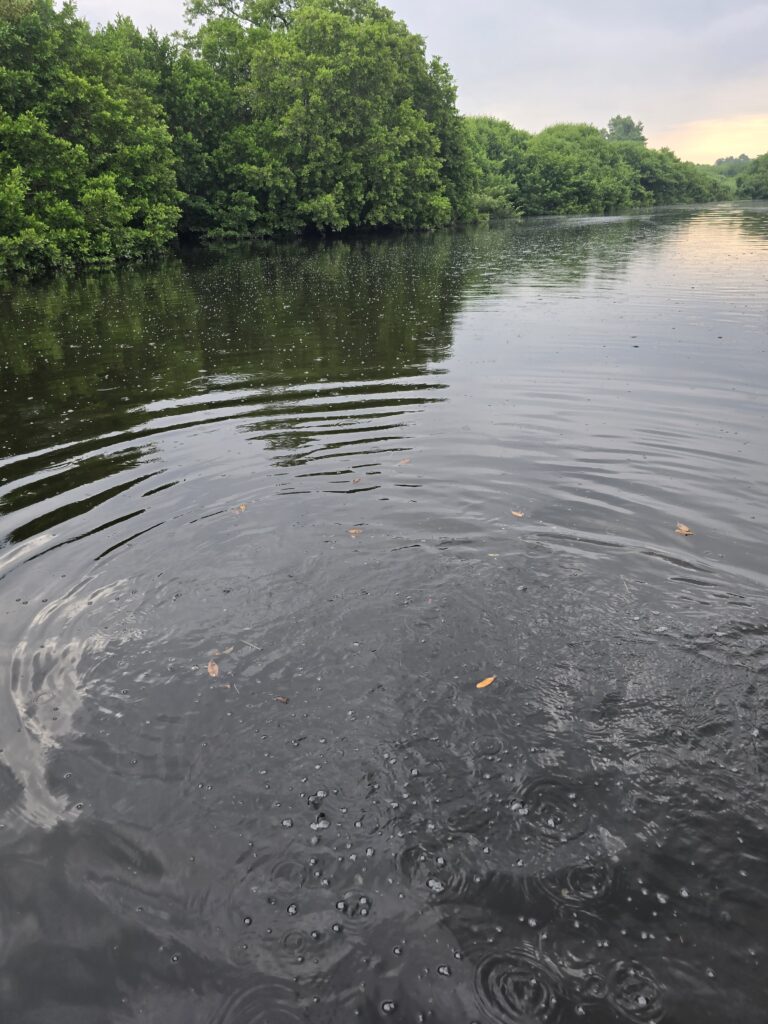 Entramos a Arroyo Moreno: tuberías, agua oscura y residuos en su ruta hacia el Jamapa 20260828 080900