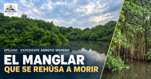 El manglar que se rehúsa a morir: epílogo de nuestro recorrido por Arroyo Moreno